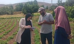 Demirözü ve 6 köyde 'tarhun' denetimi