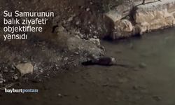 Arpalı'da 'su samuru'nun balık ziyafeti