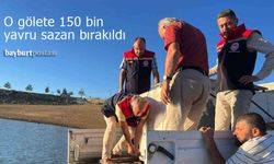 Bayburt'taki o gölete 150 bin sazan yavrusu bırakıldı