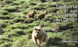 Bayburt'un iki ayrı yaylasında ayı paniği!