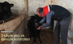 Bayburt’ta 3 Köyde Etçi Irk Damızlık Hayvan Kontrolleri