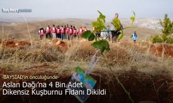 Aslan Dağı'na 4 Bin Dikensiz Kuşburnu Fidanı Dikildi