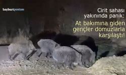Cirit sahası yakınında heyecanlı anlar: At bakımına giden gençler domuzlarla karşılaştı!