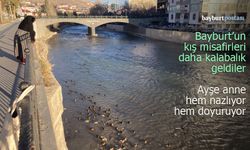 Kaleardı'ndan Taş Köprü'ye: Bayburt'un Kış Ördekleri Bu Yıl Daha Kalabalık