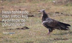 Nesli tehlikede olan 'Mısır Akbabası' Aydıntepe'de görüntülendi