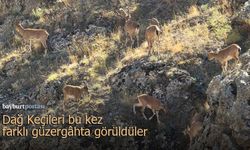Nesli Tehlikedeki Dağ Keçileri Sürü Halinde Vauk Dağı'nda görüldü