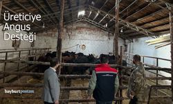 Bayburt'ta Kırsala Bereket Geldi: Üreticiye İthal Angus Düve Desteği