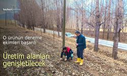 Bayburt'ta salep deneme ekimleri başarılı oldu, üretim alanları genişleyecek