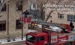 Bayburt'ta Ağaca Sıkışan Karga İtfaiye Ekiplerince Kurtarıldı