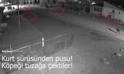 Bayburt’ta Kurt Sürüsünden Pusu: Köpeği Böyle Tuzağa Çektiler!