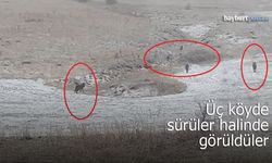 Bayburt'un Üç Köyünde Kurt Hareketliliği: Sürüler Halinde Görüldüler