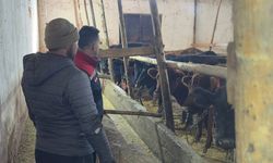 Aydıntepe’de Düve Teslimatı