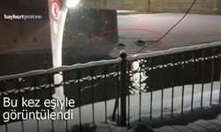 Arpalı'da Su Samuru Çifti Görüntülendi