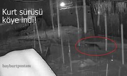 Bayburt’ta Aç Kalan Kurt Sürüsü Köye İndi: O Anlar Kamerada