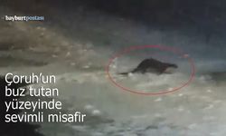 Buz Tutan Çoruh’ta Su Samuru Sürprizi