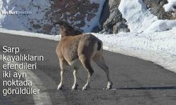 Koruma Altındaki Dağ Keçileri Bayburt’ta Görüntülendi