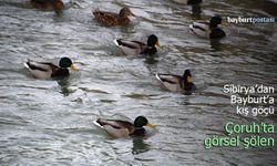 Sibirya’dan Bayburt’a Kış Göçü: Çoruh Nehri’nde Görsel Şölen