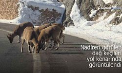 Vauk Dağı’nda Görsel Şölen: Nadir Görülen Dağ Keçileri Yol Kenarına İndi