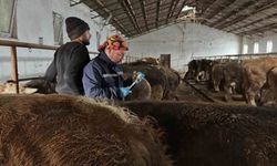 Aydıntepe’de şap aşılama ve küpeleme çalışmaları sürüyor
