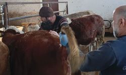 Aydıntepe’de Şap Hastalığına Karşı Sıkı Takip