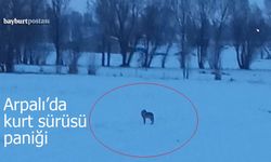 Arpalı’da Kurt Sürüsü Paniği: Gözcü Kurt Eşliğinde Mahalleye Sızdılar