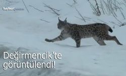 Değirmencik köyünde nesli tehlike altındaki Vaşak görüntülendi!