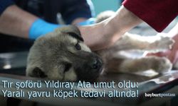Tır şoförü Yıldıray Ata umut oldu: Yaralı bulduğu yavru köpek tedavi altında!