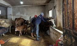 Bayburt'ta şap aşılama kampanyası 5 köyde devam etti