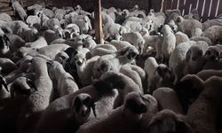 Bayburt’ta buzağı, malak, kuzu ve oğlak desteği başvuruları başlıyor