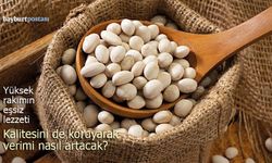 Aydıntepe Şeker Fasulyesi Yeni Sezona Hazırlanıyor