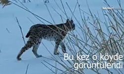 Aç Kalan Vaşak Sırakayalar'a İndi: O Anlar Fotoğraflandı