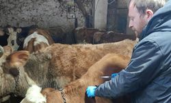 Demirözü’nde aşılama ve küpeleme mesaisi