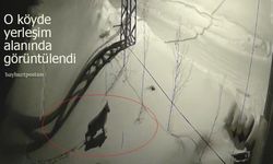 Vaşak, Bayburt'un o köyünde yerleşim alanına indi