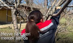 Aydıntepe’de Meyve Bahçeleri Mercek Altında
