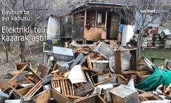 Bayburt’ta arıcıların ayı kabusu: Elektrikli teli kazarak aştı!