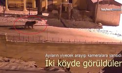 Bayburt'ta Ayıların Yiyecek Arayışı Kameralara Yansıdı