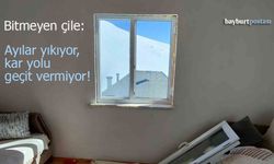 Sarıçiçek Yaylası'nda Korku Dolu Anlar: Ayılar Evlere Girdi, Köylüler Yol Bekliyor