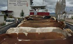 Aydıntepe’de Kurban Bayramı öncesi hayvan nakilleri denetleniyor