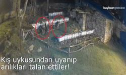 Bayburt'ta Ayı Dehşeti: Kış Uykusundan Uyanıp Arılıkları Talan Ettiler!