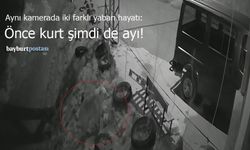 Bayburt'ta Aynı Kamera, İki Farklı Yaban Hayatı: Önce Kurt Şimdi de Ayı!