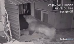 Bayburt'ta Yaban Hayatı Alarmı: Vaşak ve Tilkiden Sonra Bu Kez Ayı Geldi!