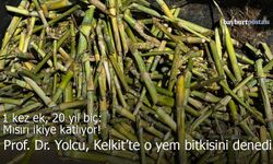 Bayburtlu Akademisyenden Kelkit’te Bir İlk: Fil Otu Toprakla Buluştu