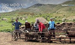 Bayburt'ta Sürü Sağlığı İçin Yoğun Mesai