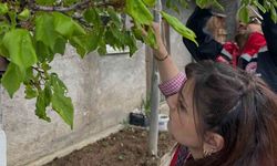 Aydıntepe’deki meyve bahçelerinde hastalık ve zararlı kontrolü yapıldı
