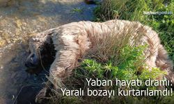 Bayburt’ta Yaban Hayatı Dramı: Yaralı Bozayı Kurtarılamadı!