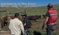 Aydıntepe'ye 15 İthal Angus: Hem bakım desteği hem sigorta bedava