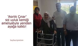 Bayburt'ta 'Asırlık Çınar' sol uyluk kemiği ameliyatıyla yeniden ayağa kalktı