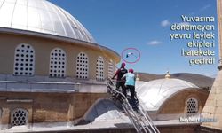 Arpalı'da Leylek alarmı: Yuvasına dönemeyen yavru ekipleri harekete geçirdi