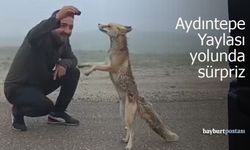 Aydıntepe Yayla Yolunda Sürpriz Misafir: Aç Tilki Kekle Beslendi
