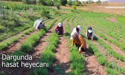 Bayburt’un "Yeşil Altını" Dargunda Hasat Heyecanı